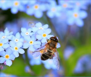Preview wallpaper bee, flowers, pollination, insect