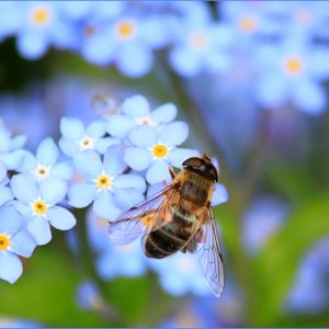 Preview wallpaper bee, flowers, pollination, insect