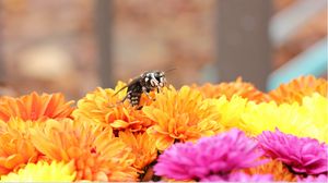 Preview wallpaper bee, flowers, pollination