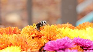 Preview wallpaper bee, flowers, pollination