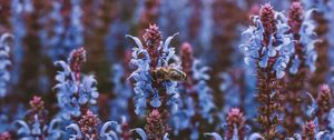 Preview wallpaper bee, flowers, pollination, insect, blue