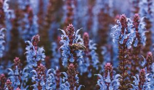 Preview wallpaper bee, flowers, pollination, insect, blue