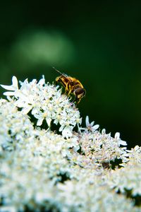 Preview wallpaper bee, flowers, white, macro