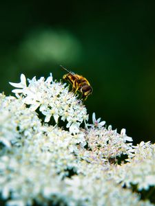 Preview wallpaper bee, flowers, white, macro