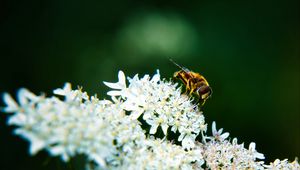 Preview wallpaper bee, flowers, white, macro