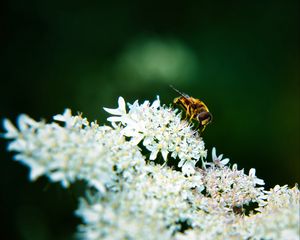 Preview wallpaper bee, flowers, white, macro