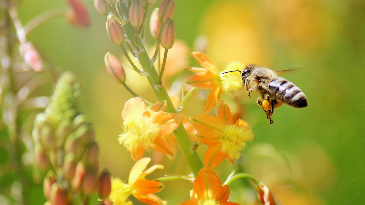 Wallpaper bee, flying, grass, plant