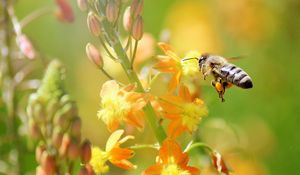 Preview wallpaper bee, flying, grass, plant