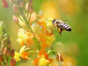 Preview wallpaper bee, flying, grass, plant