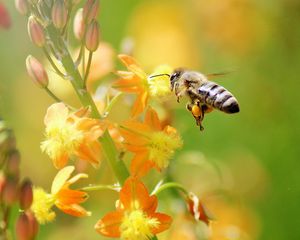 Preview wallpaper bee, flying, grass, plant