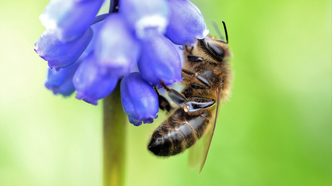 Wallpaper bee, grape hyacinth, flower, macro, blur