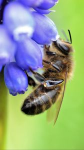 Preview wallpaper bee, grape hyacinth, flower, macro, blur