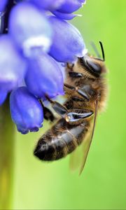 Preview wallpaper bee, grape hyacinth, flower, macro, blur