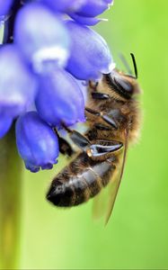 Preview wallpaper bee, grape hyacinth, flower, macro, blur