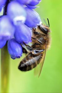 Preview wallpaper bee, grape hyacinth, flower, macro, blur