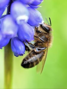 Preview wallpaper bee, grape hyacinth, flower, macro, blur