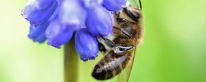 Preview wallpaper bee, grape hyacinth, flower, macro, blur