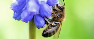 Preview wallpaper bee, grape hyacinth, flower, macro, blur