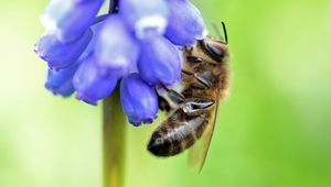 Preview wallpaper bee, grape hyacinth, flower, macro, blur