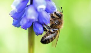 Preview wallpaper bee, grape hyacinth, flower, macro, blur