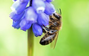 Preview wallpaper bee, grape hyacinth, flower, macro, blur