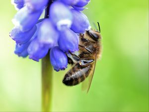 Preview wallpaper bee, grape hyacinth, flower, macro, blur