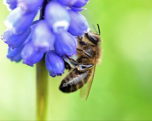 Preview wallpaper bee, grape hyacinth, flower, macro, blur