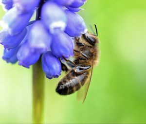 Preview wallpaper bee, grape hyacinth, flower, macro, blur