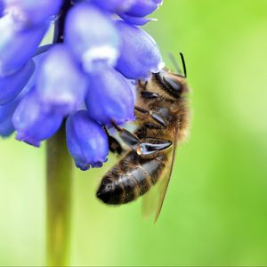 Preview wallpaper bee, grape hyacinth, flower, macro, blur