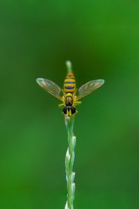 Preview wallpaper bee, grass, blurred, background