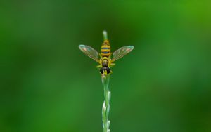 Preview wallpaper bee, grass, blurred, background