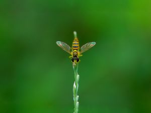 Preview wallpaper bee, grass, blurred, background