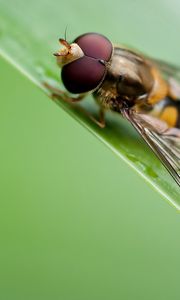 Preview wallpaper bee, grass, leaves, surface