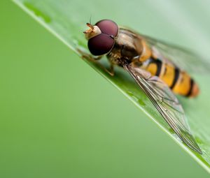 Preview wallpaper bee, grass, leaves, surface