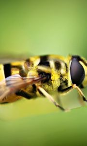 Preview wallpaper bee, green, blur