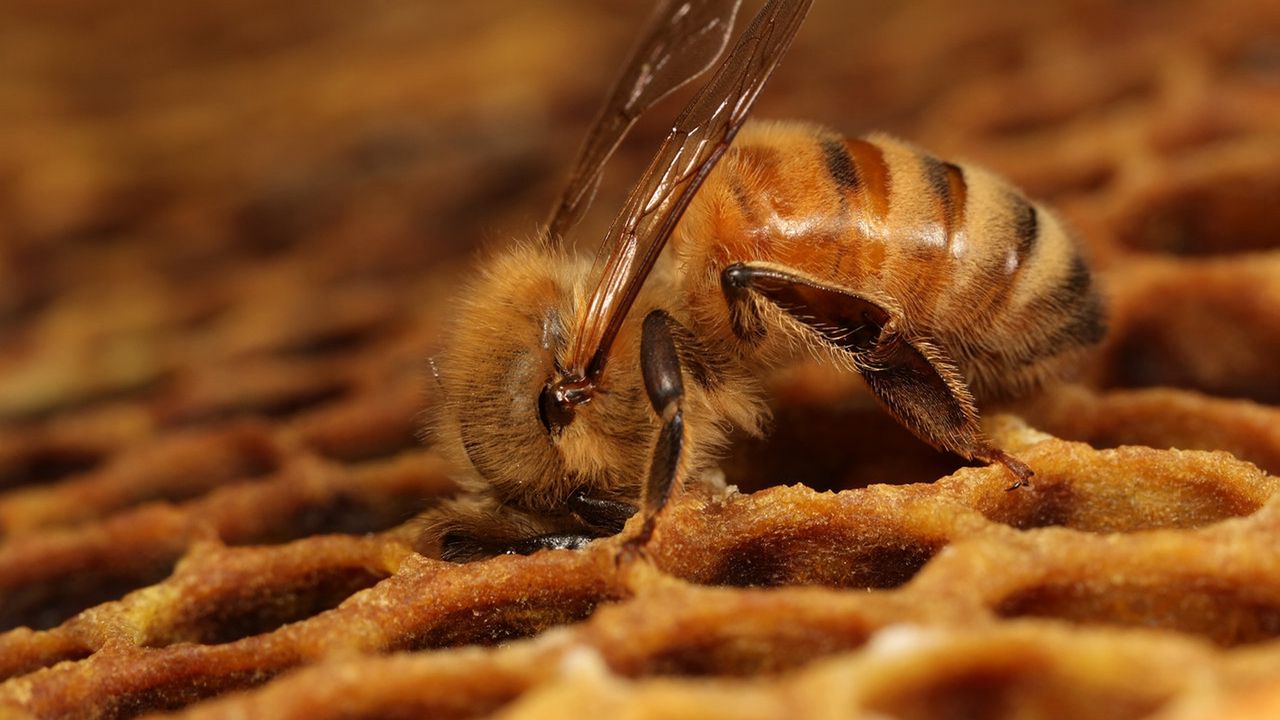 Wallpaper bee, honeycombs, pollination