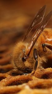 Preview wallpaper bee, honeycombs, pollination