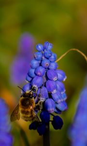 Preview wallpaper bee, hyacinth, flower, macro