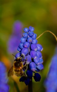 Preview wallpaper bee, hyacinth, flower, macro