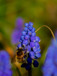 Preview wallpaper bee, hyacinth, flower, macro