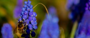 Preview wallpaper bee, hyacinth, flower, macro