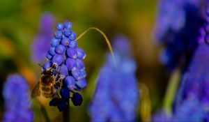 Preview wallpaper bee, hyacinth, flower, macro