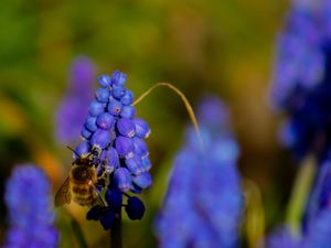 Preview wallpaper bee, hyacinth, flower, macro