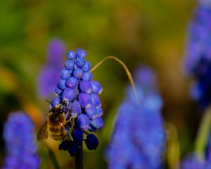 Preview wallpaper bee, hyacinth, flower, macro