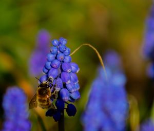 Preview wallpaper bee, hyacinth, flower, macro