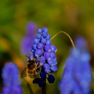 Preview wallpaper bee, hyacinth, flower, macro