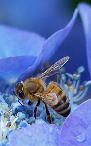 Preview wallpaper bee, hydrangea, flower, pollination