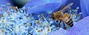 Preview wallpaper bee, hydrangea, flower, pollination