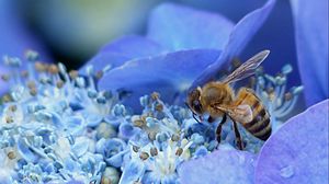 Preview wallpaper bee, hydrangea, flower, pollination
