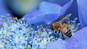 Preview wallpaper bee, hydrangea, flower, pollination